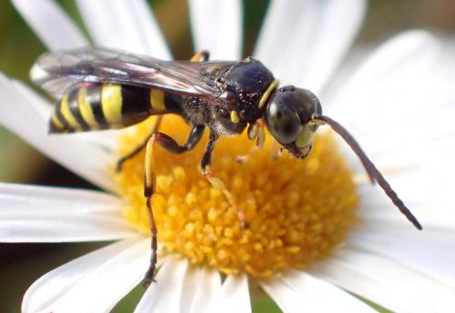 Gorytes laticinctus